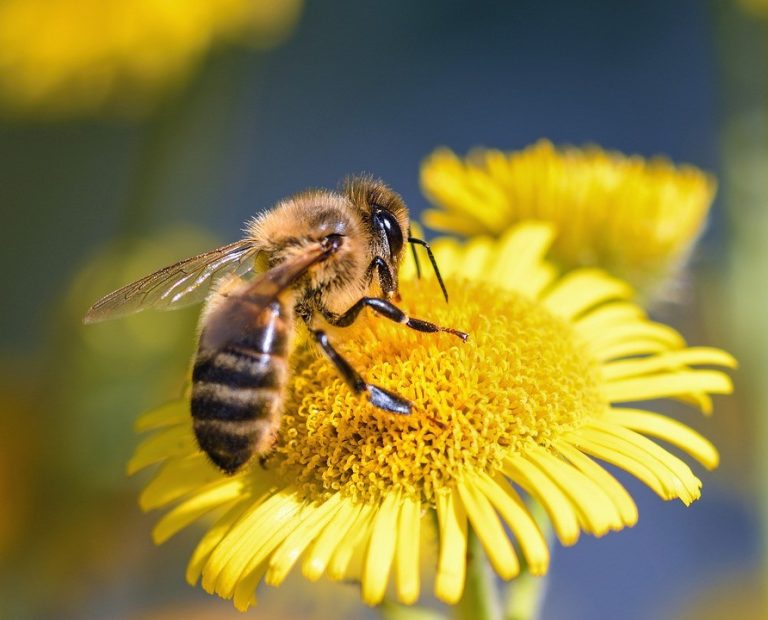 Konkurs fotograficzny na zdjęcie z pszczołą lub innym owadem zapylającym w roli głównej